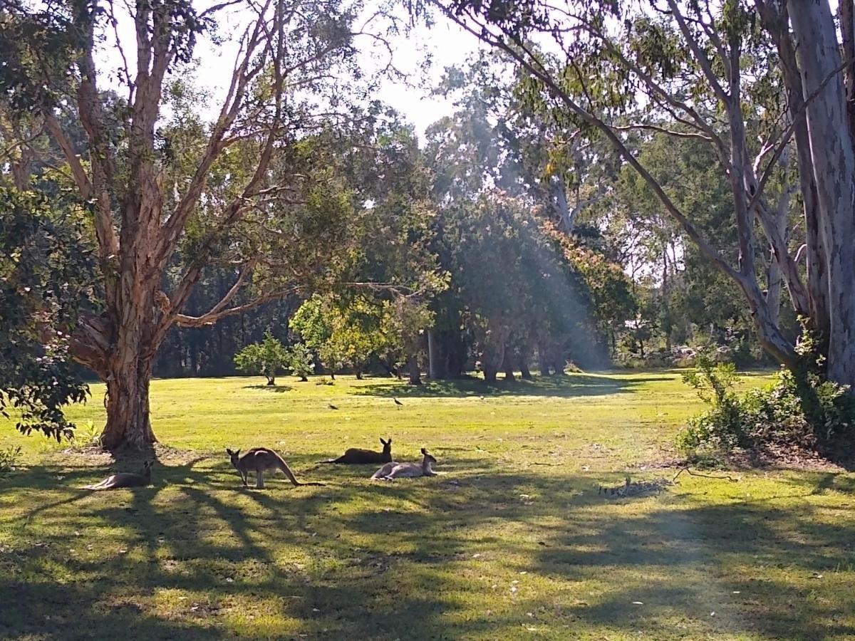 Lake Weyba Noosa Lodge & Kangaroos Peregian Beach Eksteriør bilde