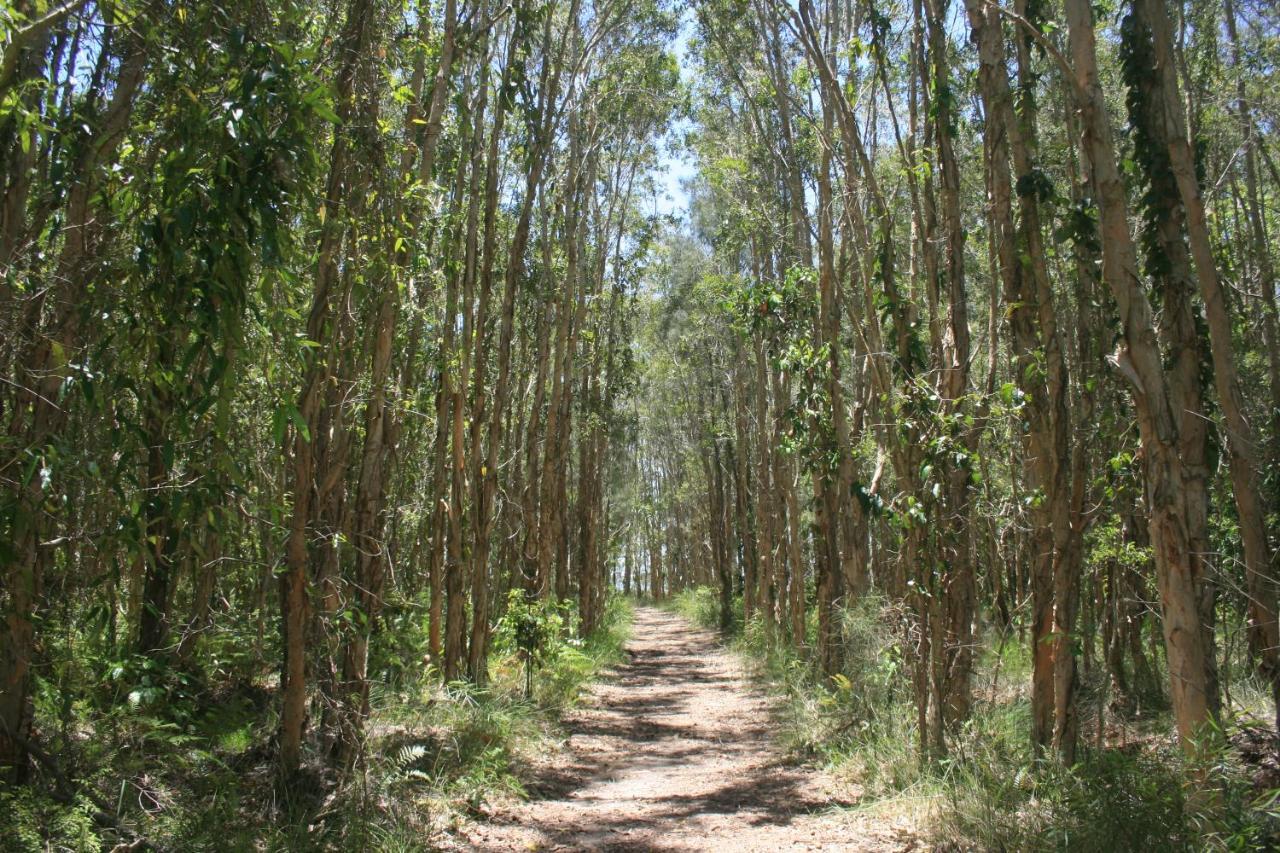 Lake Weyba Noosa Lodge & Kangaroos Peregian Beach Eksteriør bilde