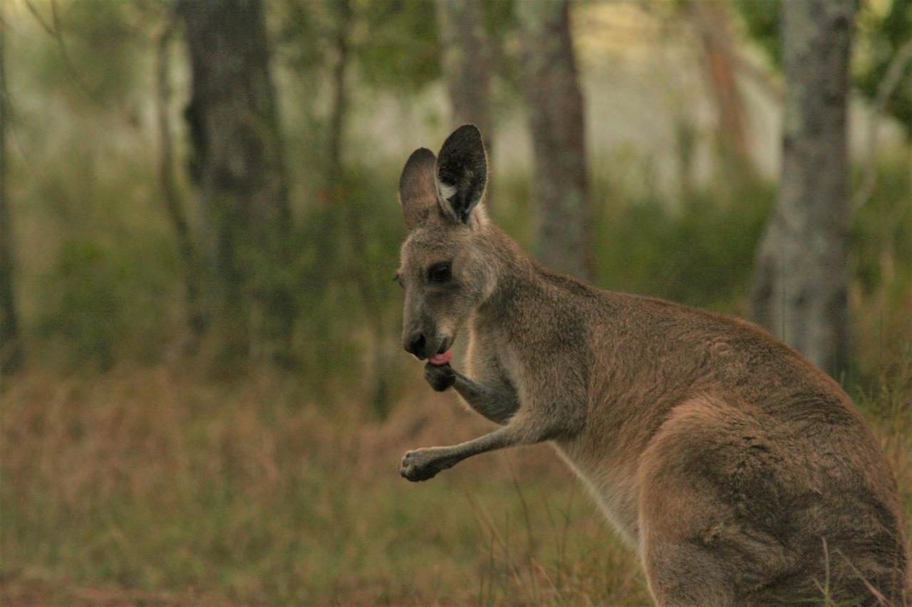 Lake Weyba Noosa Lodge & Kangaroos Peregian Beach Eksteriør bilde