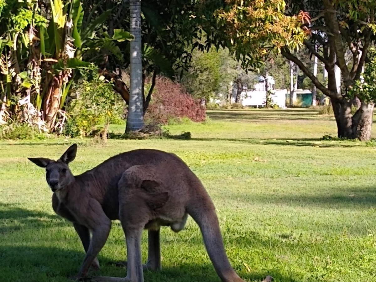 Lake Weyba Noosa Lodge & Kangaroos Peregian Beach Eksteriør bilde