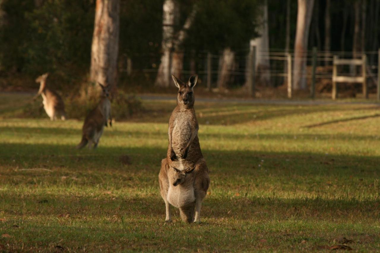 Lake Weyba Noosa Lodge & Kangaroos Peregian Beach Eksteriør bilde