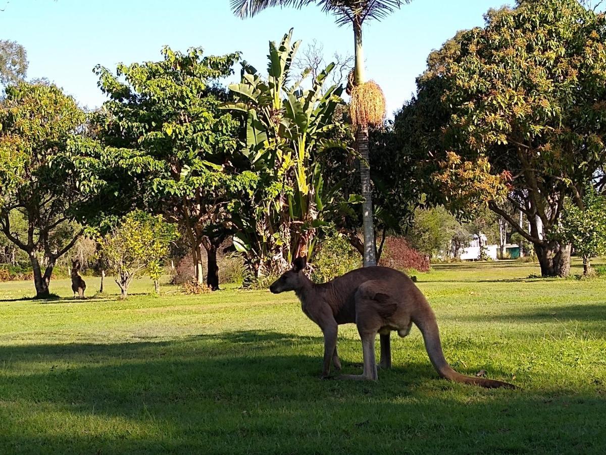 Lake Weyba Noosa Lodge & Kangaroos Peregian Beach Eksteriør bilde