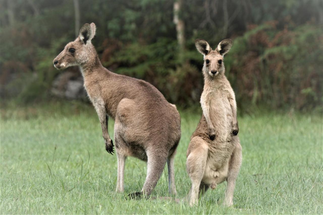 Lake Weyba Noosa Lodge & Kangaroos Peregian Beach Eksteriør bilde