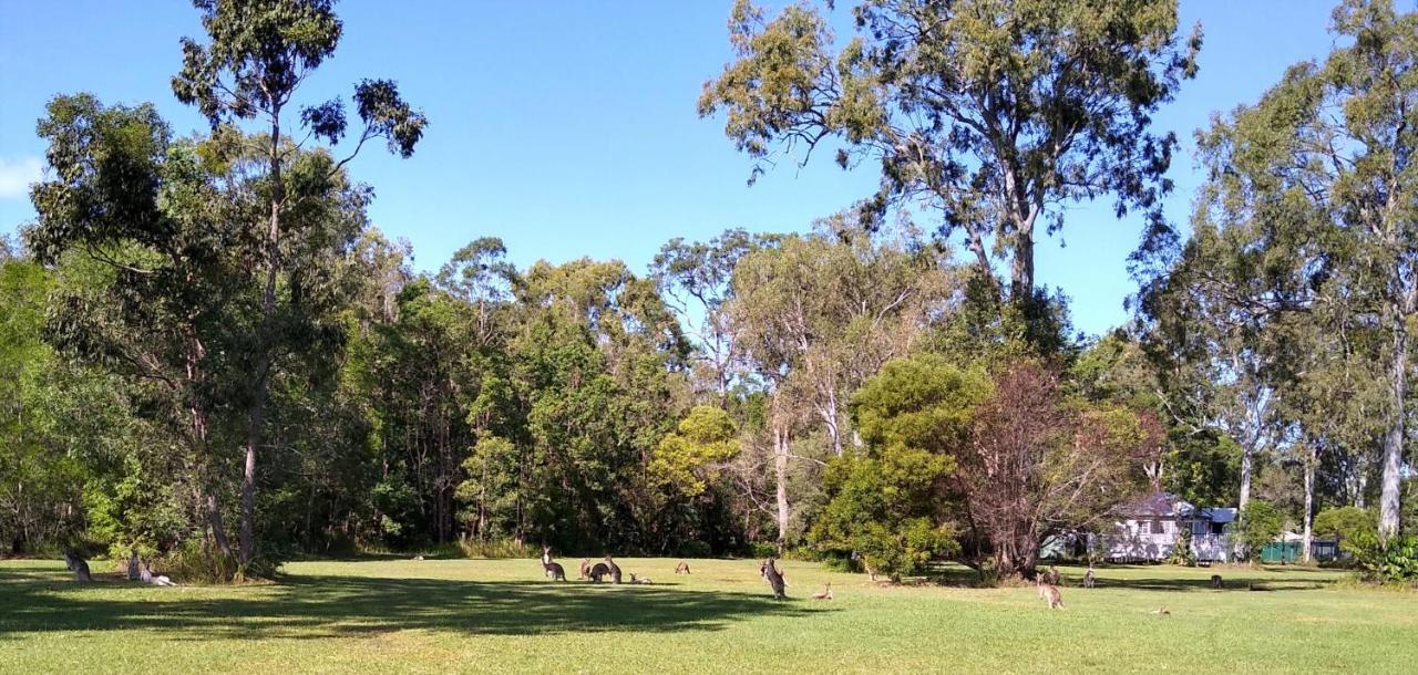 Lake Weyba Noosa Lodge & Kangaroos Peregian Beach Eksteriør bilde