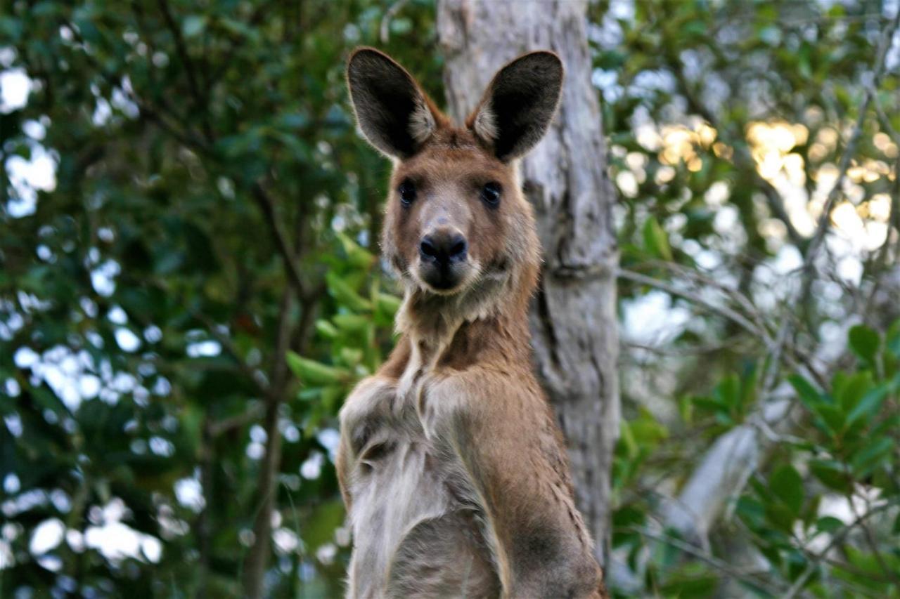 Lake Weyba Noosa Lodge & Kangaroos Peregian Beach Eksteriør bilde