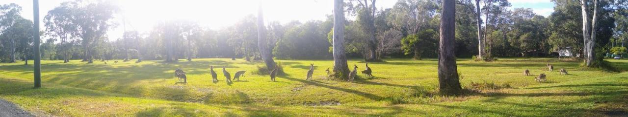 Lake Weyba Noosa Lodge & Kangaroos Peregian Beach Eksteriør bilde