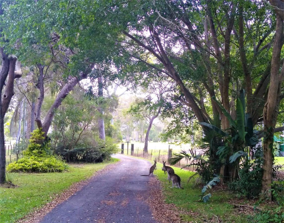 Lake Weyba Noosa Lodge & Kangaroos Peregian Beach Eksteriør bilde